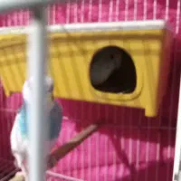 مرغ عشق و فنچ|پرنده|فشاپویه, |دیوار