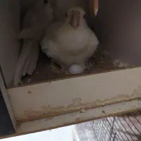 عروس البینو|پرنده|ماهدشت, |دیوار