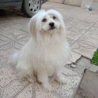 گمشده