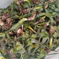 گلاغه تازه و تمیز