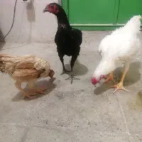 لاری مینیاتور کوشامو