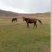 اسب ماده