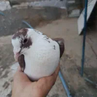 یک جفت کبوتر