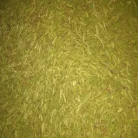 کاه خارشتری مخصوص دام وشترمرغ