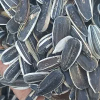 تخمه اس ۴۰۰|خوردنی و آشامیدنی|ماهنشان, |دیوار