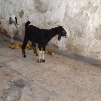 کره ماده چاق|حیوانات مزرعه|بندر کنگان, |دیوار