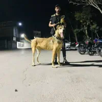 این حیوان حدود ۴۰ روز پیش گمشده مژدگانی هم داره