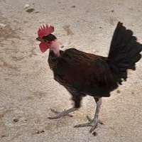 مرغ و خروس سیاه