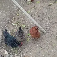 ۳ عدد مرغ جوان و تخم گزار