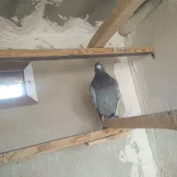 کبوتر پلاکی مسافتی سرعتی|پرنده|اصفهان, عاشق‌آباد|دیوار