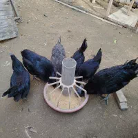 تخم نطفه دار ایام سمانی اصیل اندونزی|حیوانات مزرعه|بابل, |دیوار