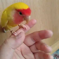 کوتوله نر فول رام