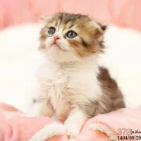 فروش گربه|گربه|تبریز, |دیوار