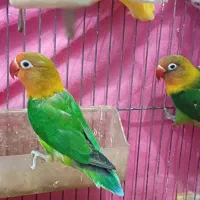 کوتوله برزیلی طوطی بریزیلی