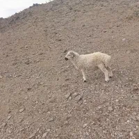 گوسفند فروشی