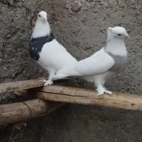 طوقی|پرنده|شاهرود, |دیوار