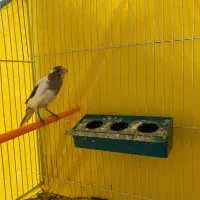 یک عدد ماده قناری سیاه سفید خوشگل و کشیده خاطر جمع