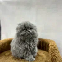 مجموعه گربه ایران کتز|گربه|اصفهان, ارداجی|دیوار