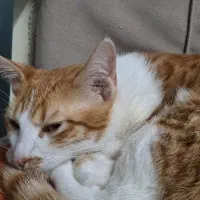 واگذاری گربه|گربه|بندر انزلی, سید آسیه|دیوار