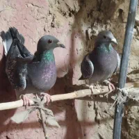 کبوتر ماده|پرنده|هامون, |دیوار