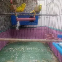 مرغ عشق
