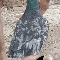 کوهی دورگ
