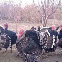 بوقلمون نر وماده فروشی 6ماهه