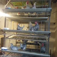 قفس دوطرفه ۴طبقه بلدرچین کبک ومرغ