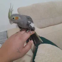 جوجه عروس تازه دونخور شده