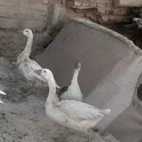 غاز|حیوانات مزرعه|نهاوند, |دیوار