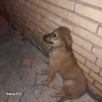 سگ گناه داره