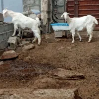 بزسانن|حیوانات مزرعه|مشگین شهر, |دیوار