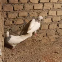 طوقی هفت رنگ