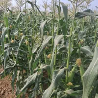 باغداری و خدمات|خدمات باغبانی و درختکاری|دزفول, |دیوار