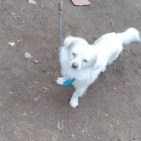 پاکوتاخانگی|سگ|مراغه, |دیوار