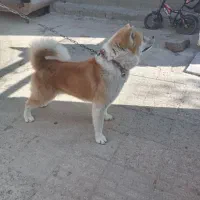 سگ آکیتا نر یکساله