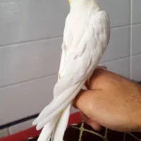 عروس هلندی نر دستی|پرنده|قیدار, |دیوار