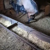 نر بز خارجی اصلاح نژاد|حیوانات مزرعه|نیر (یزد), |دیوار