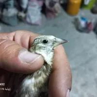 جوجه سهره نر
