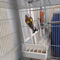 سهره جوجه قفس قرص