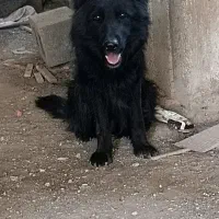 ژرمن بلک|سگ|سیرجان, |دیوار