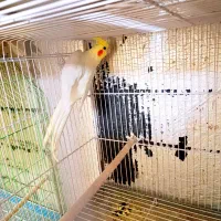 عروس هلندی سرلاکی کوتوله برزیلی|پرنده|شیراز, درکی|دیوار