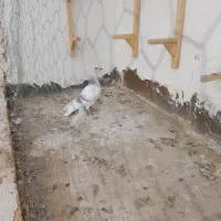 کبوتر پرنده