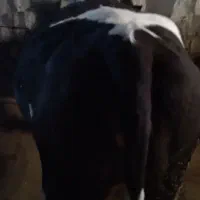 گاو سیمتال وبرژیک|حیوانات مزرعه|ملکآباد, |دیوار