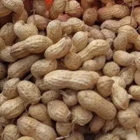 بذر بادام زمینی اطلسی