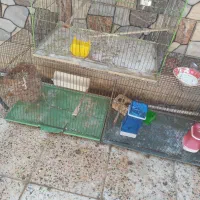 دوعدد قفس بزرگ