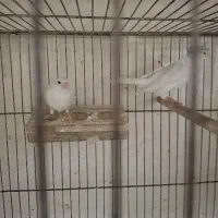 قناری نر کاکلی