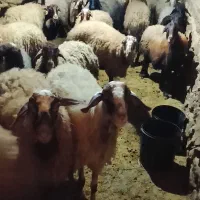 ۱۶ عدد میش و بره،،  هشت دندان و جوان قاطی