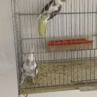 طوطی عروس|پرنده|میانه, |دیوار