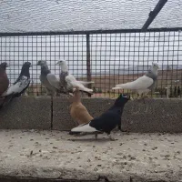 کبوتر بهبونی